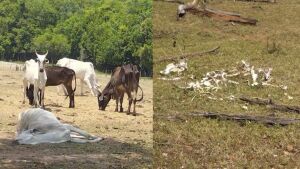 Fazendeiro é multado por maus-tratos a 500 cabeças de gado em MS