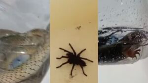 Tráfico de animais: polícia prende quatro e resgata bichos mantidos em garrafas em MS 