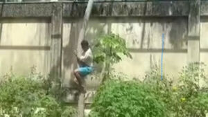 O que se sabe sobre o caso do homem que entrou na jaula de leoa, foi atacado e morreu em zoológico 