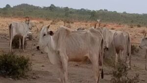 Fazendeiro leva multa de R$ 9 milhões por 8 mil cabeças de gado morrendo em MS