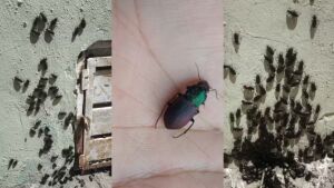 Infestação de besouros assusta e causa queimaduras em moradores no interior de MS