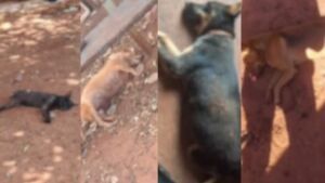 Idoso é preso por envenenar e matar mais de 20 animais em MS