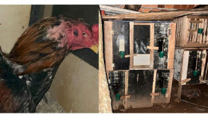 Casa de rinha de galo localizada a menos de 100 metros de quartel da PM é fechada em MS