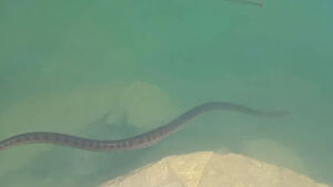 Calor? Sucuri é vista dando mergulho em balneário