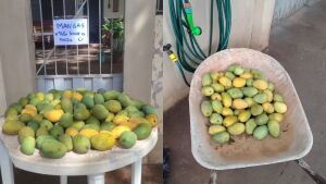 'Não levar a mesa': moradora brinca ao distribuir manga na calçada de casa em MS