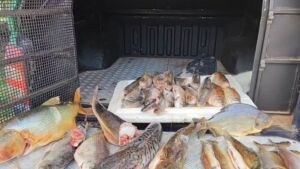 Pintado, pacu e dourado pescados durante piracema rendem multa de mais de R$ 30 mil em MS