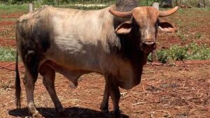 Touro de quase 1 tonelada e avaliado em R$ 50 mil desaparece de fazenda de MS