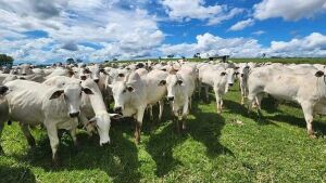 Fraude envolvendo venda de gado leva empresária a perder R$ 60 mil em Rio Verde de Mato Grosso