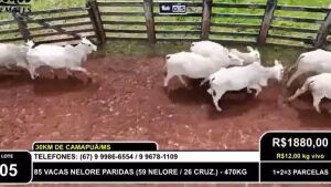 Pecuarista é acusado de golpe de R$ 8 milhões na compra de gado em MS 