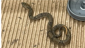 Iti malia! Resgatada, serpente mais perigosa do Brasil dá à luz 17 bebês em MS