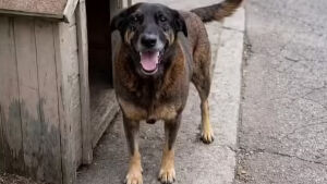 Justiça ordena que redes excluam informações sobre adolescentes suspeitos de matar cão Orelha