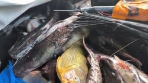 Polícia Ambiental é recebida a tiros durante fiscalização em Rio Verde