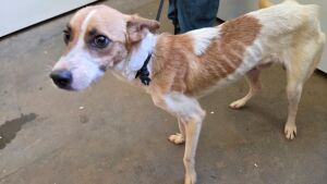 Homem que deixou cachorros amarrados sem água e comida é preso em MS