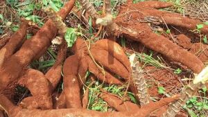 Bandidos invadem horta de madrugada e furtam 25 kg de mandioca em MS