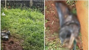 Jovem é presa por maus-tratos após morte de cadela em Mato Grosso do Sul