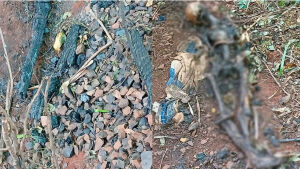 Ossada humana é encontrada em área de mata em MS