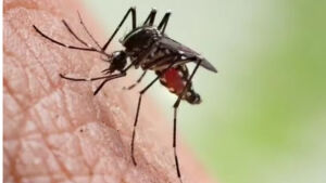 MS registra 11 mortes por chikungunya