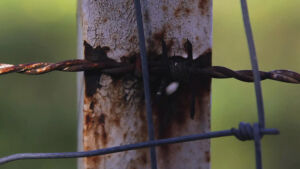 Filho persegue pai com barra de ferro e o ameaça de morte em MS