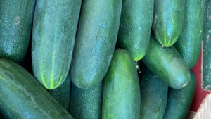 Chuvas intensas faz preço do pepino e pimentão verde subir em MS