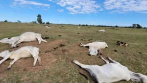 Frio extremo mata 80 bois e vacas em fazendas nos últimos dias em MS
