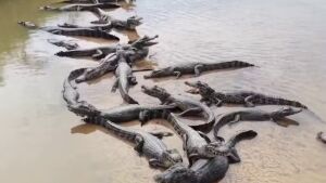 Dezenas de jacarés formam 'muralha' em praia que surgiu durante seca no Rio Taquari 