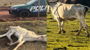 Novilha agonizando e 20 bois magros: MP investiga mais de 200 bovinos em situação crítica em MS