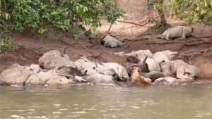 Gado debilitado volta a aparecer às margens do Rio Taquari na região de Coxim 