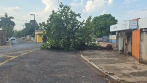 Ventos fortes e chuva causam queda de árvores em Coxim; Prefeitura aciona plano de atendimento