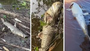 Decoada em rio de MS: pescador mostra peixes mortos por falta de oxigênio
