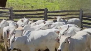 Mais de 50 bezerros desaparecem de uma só vez em fazenda de MS; polícia investiga furto