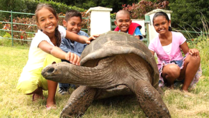 Enquanto humanos vivem 72 anos, esta tartaruga tem quase 200 e pode revelar o segredo da longevidade


