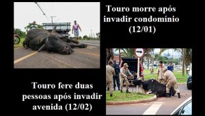 Manchetes: Touro morre após invadir condomínio (12/01); Touro fere duas pessoas após invadir avenida (12/02)