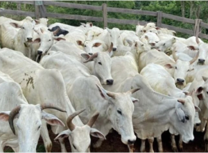 Sete pessoas são enterradas vivas acusadas de roubo de gado