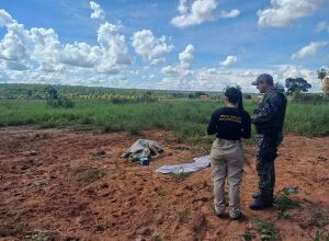 Den&uacute;ncia leva PMA em Coxim a flagrar maus-tratos a bovino em propriedade rural   