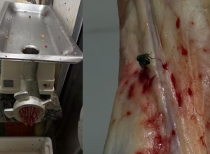A&ccedil;ougue &eacute; interditado ap&oacute;s fiscaliza&ccedil;&atilde;o apreender quase meia tonelada de carnes impr&oacute;prias em MS