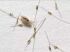 Piolhos arrancados por uma mãe e colocados em um pano branco. Foto: Reprodução