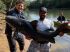 Animal da espécie jaú foi pescado no rio Miranda, em Bonito. Foto: Reprodução/ Arquivo Pessoal