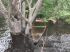 Canoa do casal foi encontrada presa em árvore com peixes podres. Foto: Divulgação