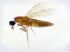 Mosquito-pólvora tem de um a três milímetros. Foto: Divulgação/Fiocruz Rondônia