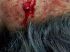 Vítima foi baleada de raspão no pescoço. Foto: Rede social
