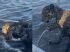 Filhote de onça é resgatado no meio de rio por pescadores em MS. Foto: Vanderlei Rosa
