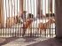 Dois dos cachorros no portão da casa, no Jóquei Clube. Foto: Paulo Francis