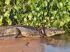 Serpente enrolada em jacaré no Pantanal. Foto: Rubiane Pazeto