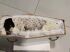 Cachorinha colocada em caixão para ser sepultada ao lado da família. Foto: Pax Sudoeste/Divulgação