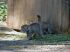 Zoológico da Sibéria tem novos moradores: 16 gatos-de-pallas, também conhecido como manul — Foto: Reprodução/Facebook/Parque Zoológico de Novosibirsk