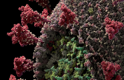 Reprodução em 3D do modelo do novo coronavírus (Sars-CoV-2) criada pela Visual Science. Dentro do verde mais claro, as bolinhas vermelhas representam o 'centro' do vírus, o genoma de RNA; as bolinhas verdes são proteínas 'especiais', que protegem esse mat