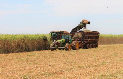 Falta de chuvas contribuiu para aceleração da colheita 
