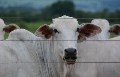 Frigoríficos querem trazer gado do país vizinho 