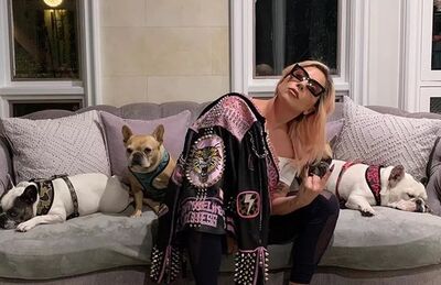 Cachorros de Lady Gaga são roubados durante passeio com 'dog walker' 