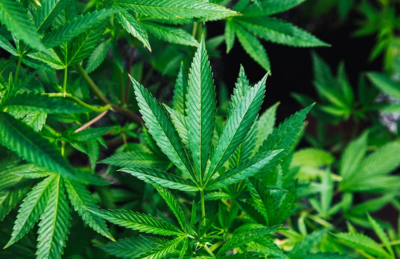 Folhas da planta cannabis sativa, conhecida como maconha, que dá origem ao canabidiol